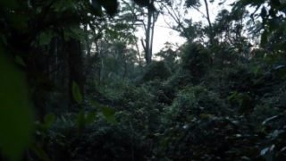 The Search for Australia’s Bigfoot