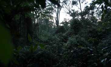 The Search for Australia’s Bigfoot