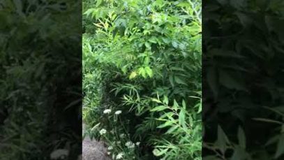 Walking Meditation Part 2