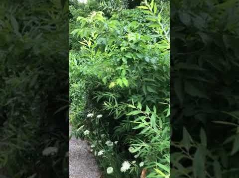 Walking Meditation Part 2