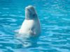 Jackie’s Blog – White Dolphin meditation