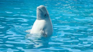 Jackie’s Blog – White Dolphin meditation