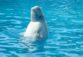 Jackie's Blog - White Dolphin meditation