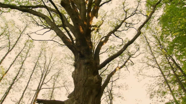 tree stoney creek